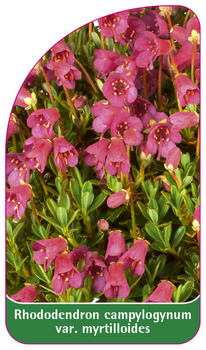 Rhododendron campylogynum var. Myrtilloides