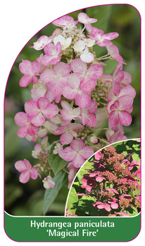 Hydrangea paniculata 'Magical Fire'