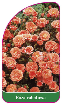 Discount rose Nr. 102 A