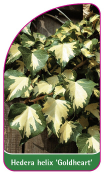 Hedera helix 'Goldheart'