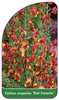 Cytisus scoparius 'Red Favorite'