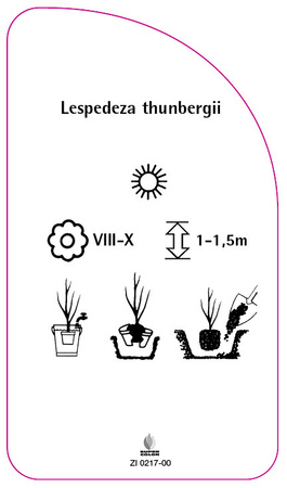 Lespedeza thunbergii