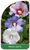 Hibiscus syriacus