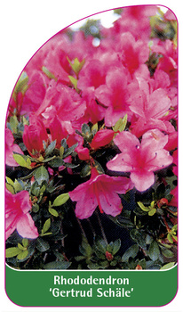 Rhododendron 'Gertrud Schäle'