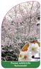 Prunus subhirtella 'Autumnalis'