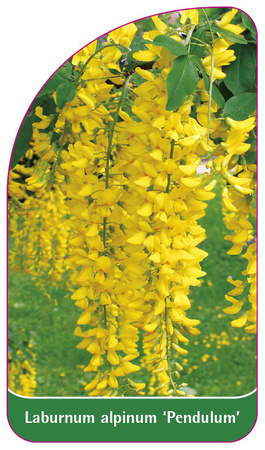 Laburnum alpinum 'Pendulum'