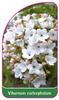 Vibrunum carlcephalum
