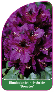 Rhododendron-Hybride 'Donator'