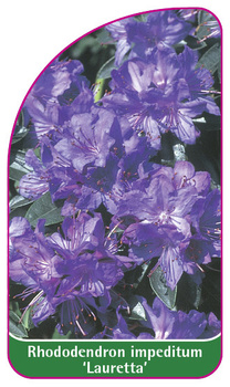 Rhododendron impeditum 'Lauretta'