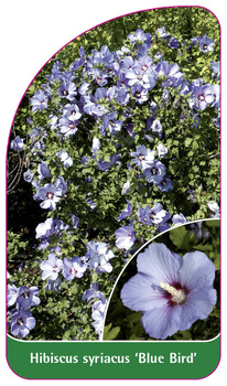Hibiscus syriacus 'Blue Bird'