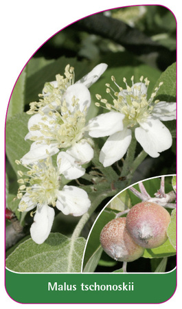Malus tschonoskii
