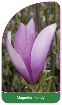 Magnolia 'Randy'