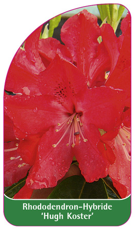 Rhododendron-Hybride 'Hugh Koster'