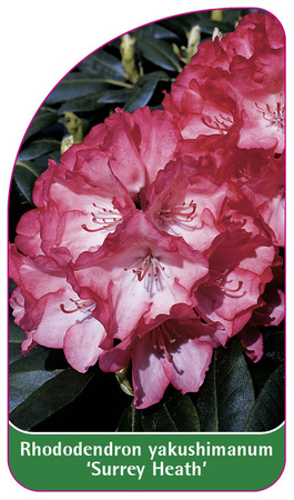 Rhododendron yakushimanum 'Surrey Heath'