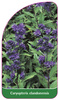 Caryopteris clandonensis