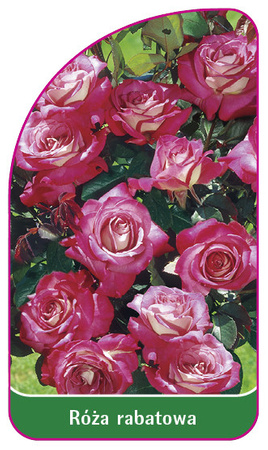 Discount rose Nr. 108 A