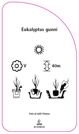 Eukalyptus gunni