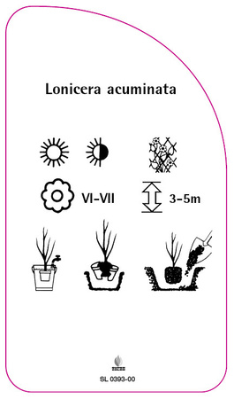 Lonicera acuminata