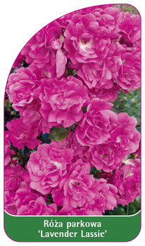 Róza parkowa 'Lavender Lassie' Nr. 530
