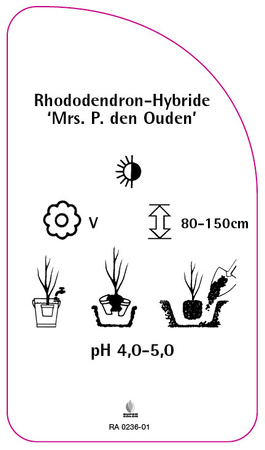 Rhododendron-Hybride 'Mrs. P. De Ouden'
