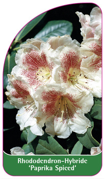 Rhododendron-Hybride 'Paprika Spiced'