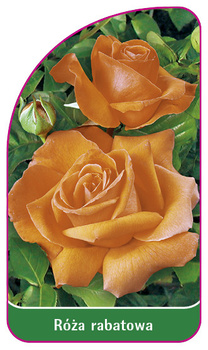 Róza rabatowa Nr. 102 B