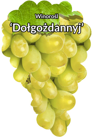 Winorośl Dołgożdannyj