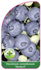 Vaccinium corymbosum 'Herbert'