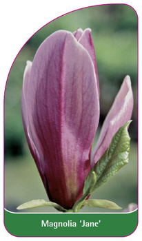 Magnolia 'Jane'