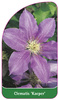 Clematis 'Kacper'