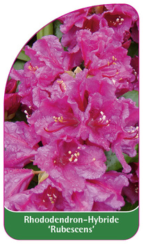 Rhododendron-Hybride 'Rubescens'