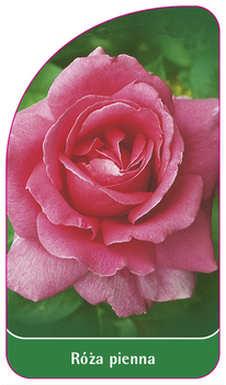 Róza pienna Nr. 2