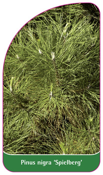 Pinus nigra 'Spielberg'