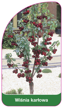 Trpasličí třešeň