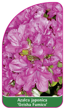 Azalea japonica 'Geisha Fumico'