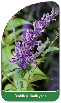 Buddleja lindleyana