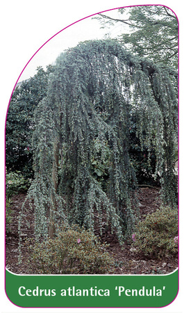 Cedrus atlantica 'Pendula'