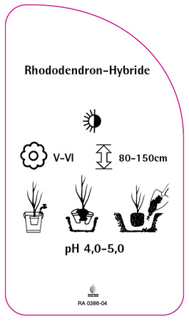Rhododendron-Hybride 'Hachmann´s Kokardia'