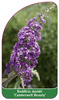 Buddleia davidii 'Camberwell Beauty'