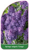 Syringa vulgaris 'Kongo'