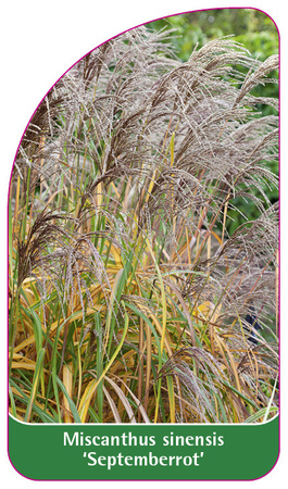 Miscanthus sinensis 'Septemberrot'