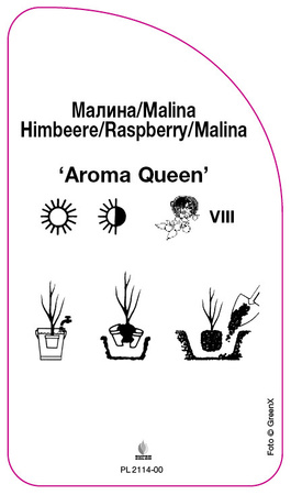 Malina 'Aroma Queen'