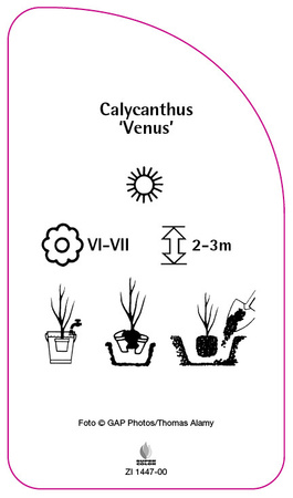 Calycanthus 'Venus'