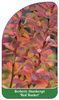 Berberis thunberii 'Red Rocket'