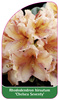 Rhododendron hirsutum 'Chelsea Seventy'