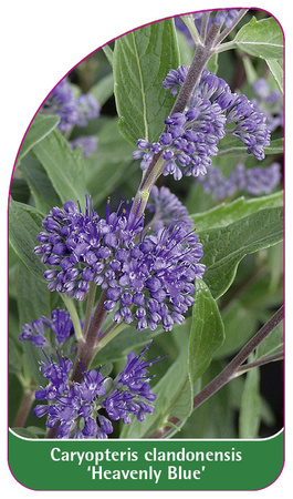 Caryopteris clandonensis 'Heavenly Blue'