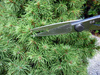Nożyczki Bonsai 206 OKATSUNE