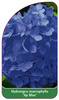 Hydrangea macrophylla 'Jip Blue'