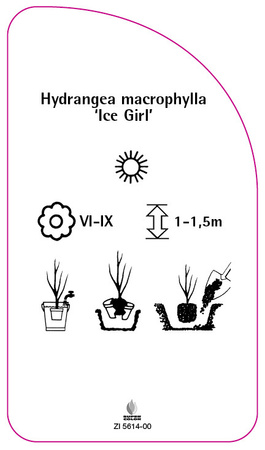 Hydrangea macrophylla 'Ice Girl'