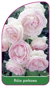 Róza parkowa Nr. 402